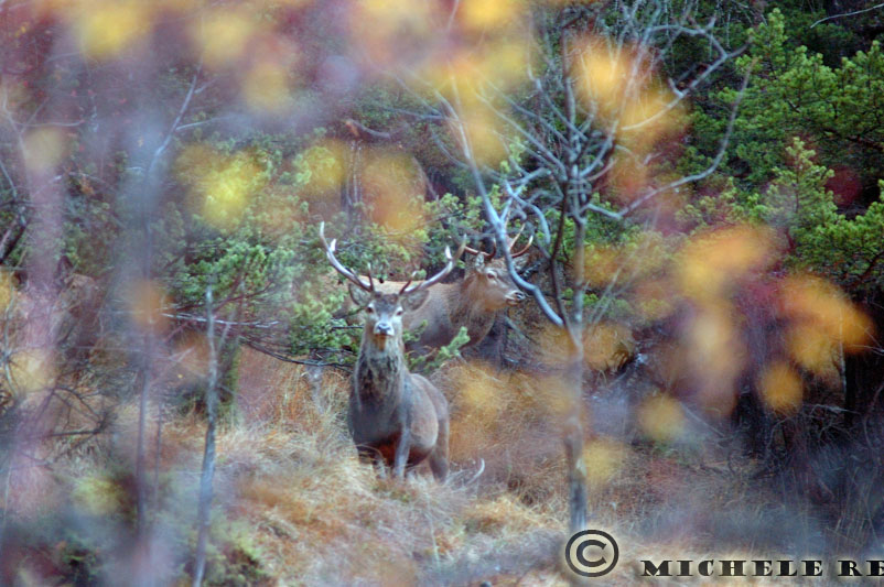PASSIONE PER IL CERVO